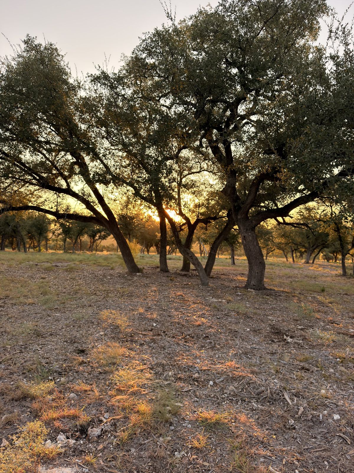 Oak canopy at The Cove in Lost River